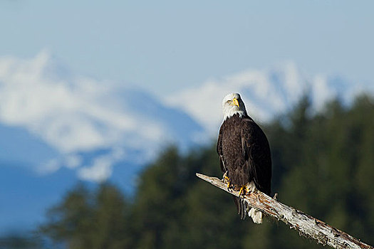 白头鹰,栖息,上面,铁杉,树,通加斯国家森林,雪,顶峰,奇尔卡特山脉,背景,东南阿拉斯加,冬天
