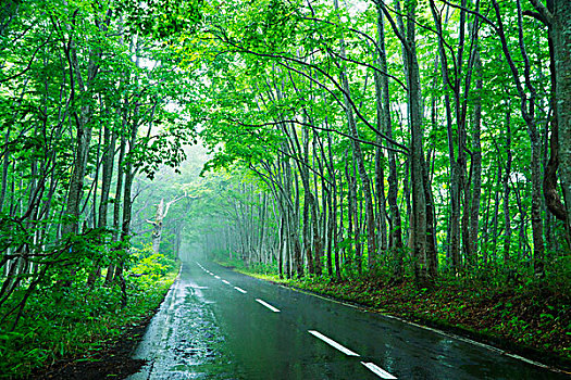日本,山毛榉,树林,模糊,雨