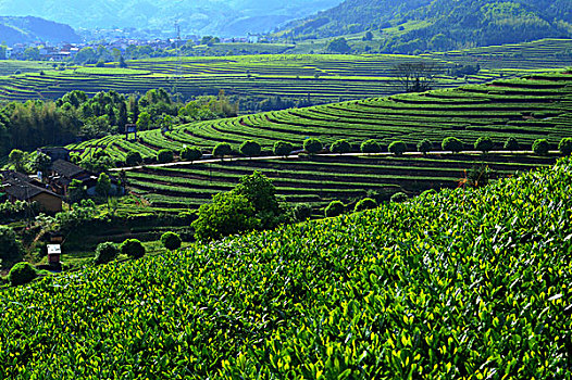 茶业种植基地