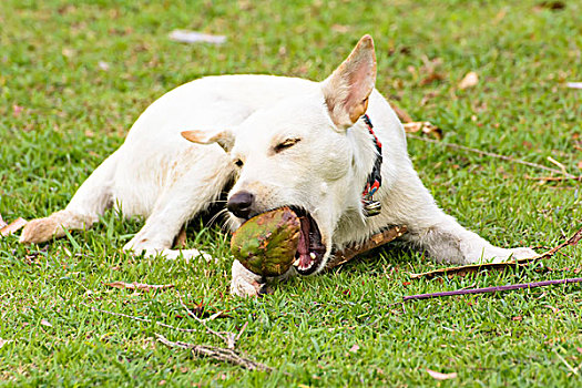 狗,玩,椰子,有趣
