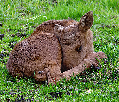驼鹿,幼兽,睡觉
