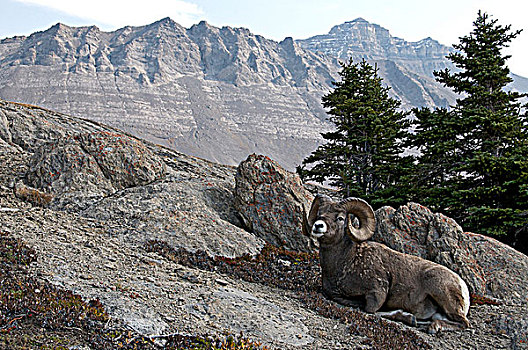 大角羊,公羊,休息,高山,山顶,碧玉国家公园,艾伯塔省,加拿大