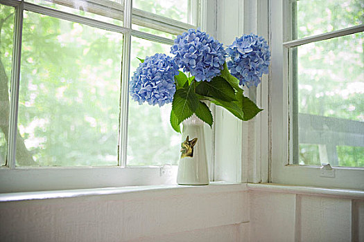 蓝色,八仙花属,花瓶,窗台