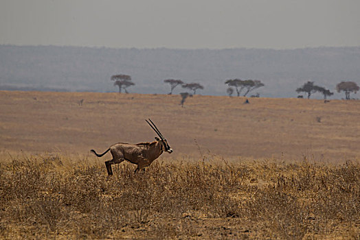 长角羚羊,塔兰吉雷国家公园,坦桑尼亚