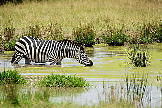 平原斑马,马,喝,站在水中,马赛马拉国家保护区,肯尼亚,非洲
