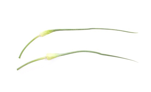 一个,大蒜,茎,隔绝,白色背景,背景
