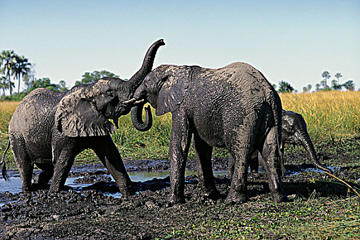 大象,玩,水中,洞,奥卡万戈三角洲,博茨瓦纳