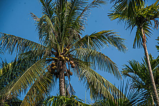 海南兴隆南国热带雨林游览区椰林