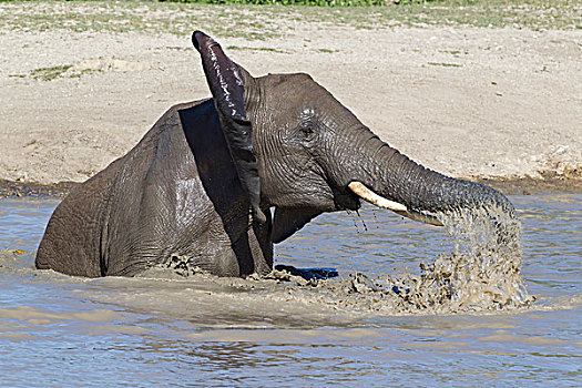 一个,大象,水,吹,室外,象鼻,淹没,水塘,侧视图,特写,恩戈罗恩戈罗,保护区,坦桑尼亚