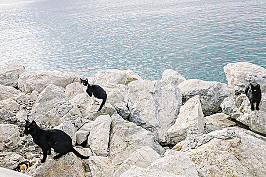 野生,猫,岩石海岸