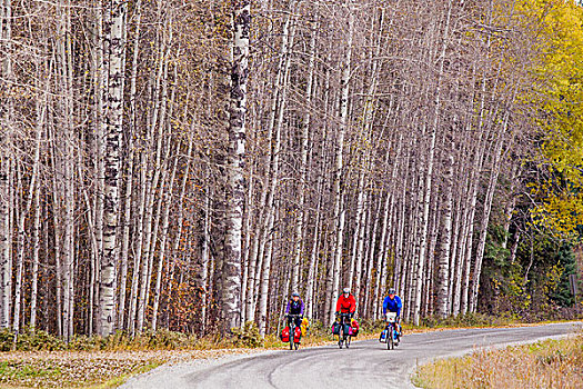 自行车,旅游,白杨,小树林,国家森林,蒙大拿,美国