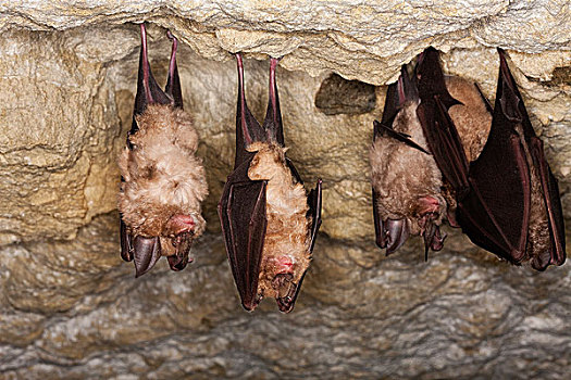 马蹄蝙蝠,成年,冬眠,洞穴,诺曼底,法国