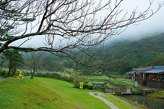 台北近郊山区的景点阳明山枯树与芦苇草