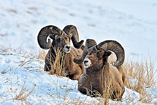 两个,落基山,大角羊,躺着,积雪,山坡,碧玉国家公园,艾伯塔省,加拿大