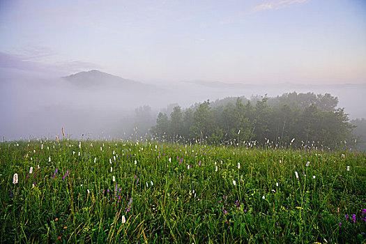 草原,牧场,绿草,旷野,云雾,云海