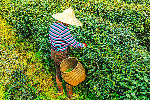 龙井,茶,花园,杭州,西湖