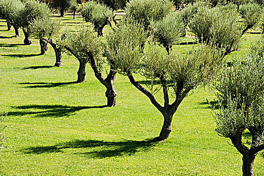 排,橄榄树,影子,门多萨,阿根廷