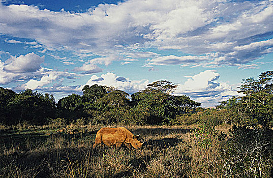 肯尼亚,犀牛,热带草原