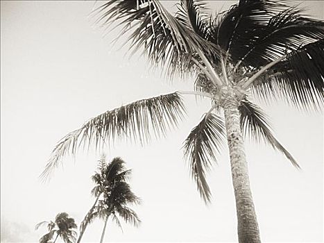 棕榈树,模糊,夜空,黑白照片