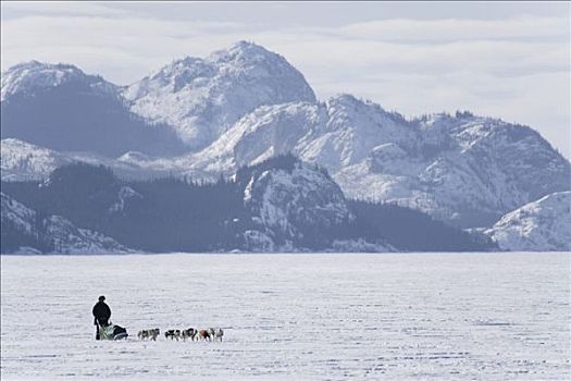 狗队,远景,冰冻,育空地区,加拿大