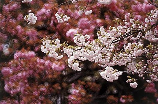 樱花,地面,京都,日本