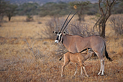 南非大羚羊,羚羊,母亲,哺乳,幼兽,禁猎区,肯尼亚