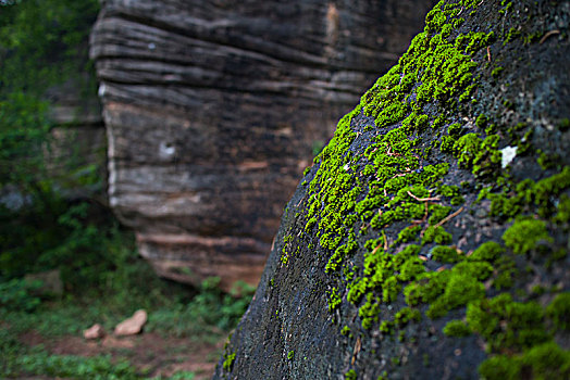 岩石青苔苔藓