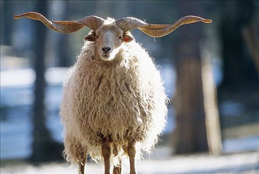 绵羊,瑞典