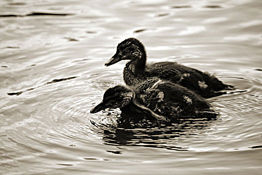 两个,小鸭子,站在水中,制作,圆形,波浪