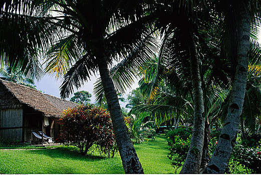 棕榈树,院子,马达加斯加