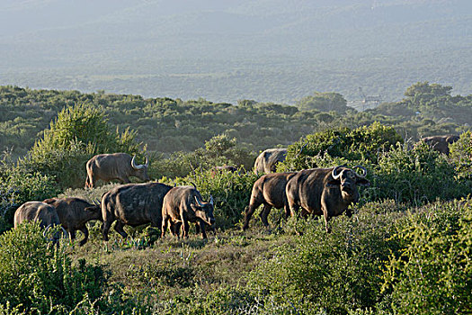 南非水牛,非洲水牛,阿多大象国家公园,东开普省,南非,非洲