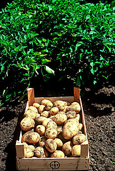 盒子,土豆,正面,马铃薯,花园