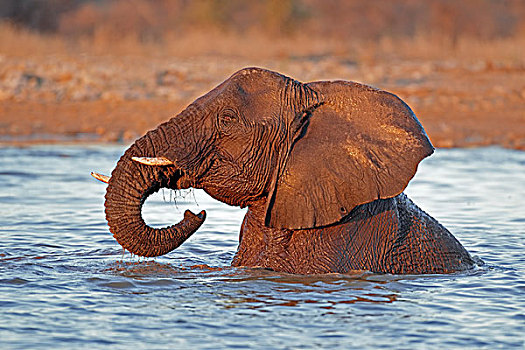 大象,水中