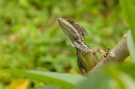 蜥蜴,曼纽尔安东尼奥国家公园,省,蓬塔雷纳斯省,哥斯达黎加,北美