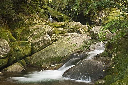 河流,树林,九州,日本