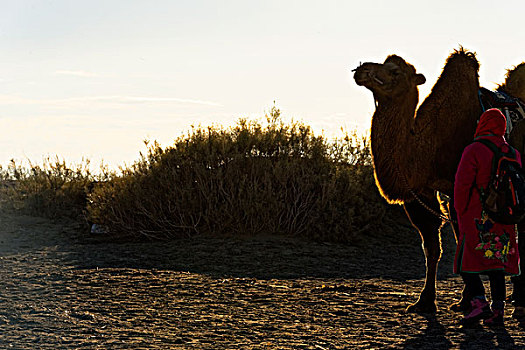 骆驼游客