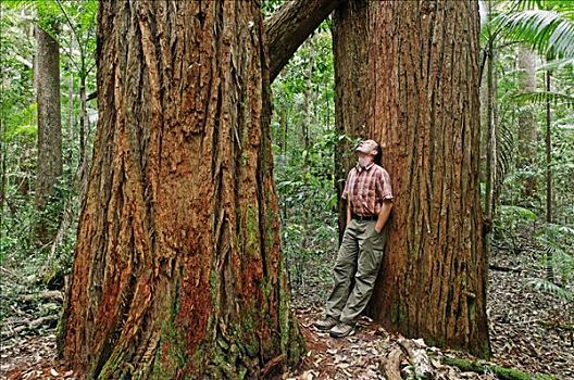 男人,雨林,树,弗雷泽岛,昆士兰,澳大利亚