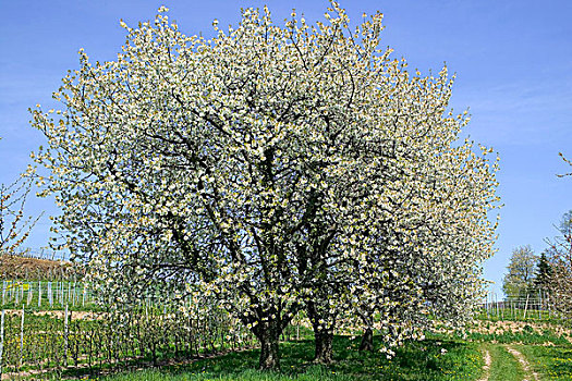德国,花,苹果树,春天