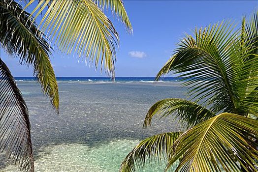 棕榈树,浅水,南方,水,珊瑚礁,加勒比海,伯利兹,中美洲