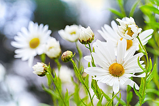 特写,大,白色,雏菊,花园,聚焦