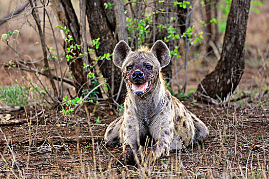 斑鬣狗,成年,躺着,地面,警惕,风景,克鲁格国家公园,南非,非洲