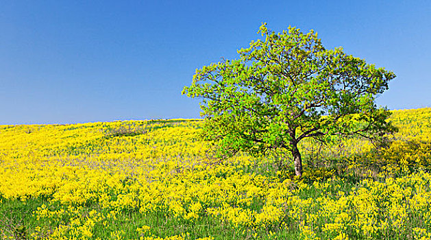 黄花,绿色,树