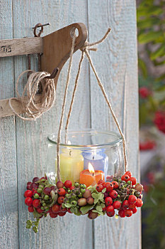 灯笼,浆果,花环,欧州花椒,可食用,欧洲花楸
