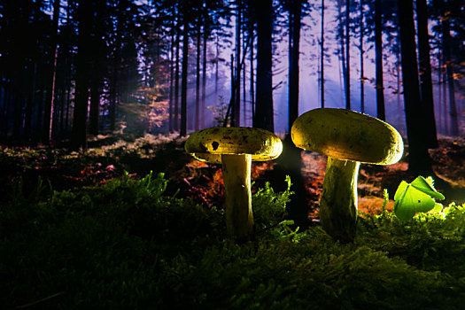 光影中的森林蘑菇