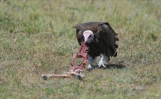 秃鹰,吃,腐肉,马赛马拉国家保护区,肯尼亚,非洲
