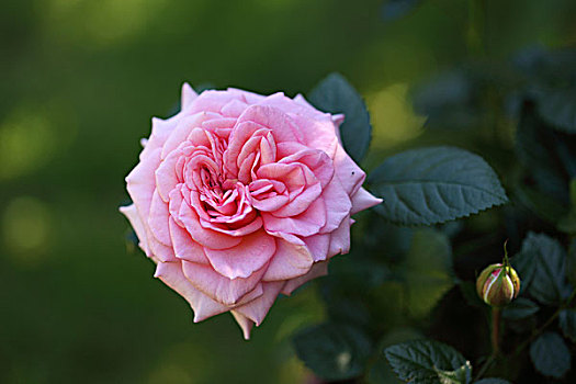 花园,玫瑰,粉色