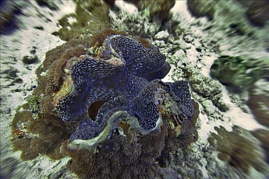 巨蛤,环礁,马尔代夫,印度洋