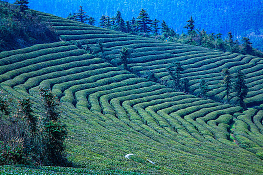 茶园,茶山,茶叶,翠绿,线条,绿茶,绿色,山