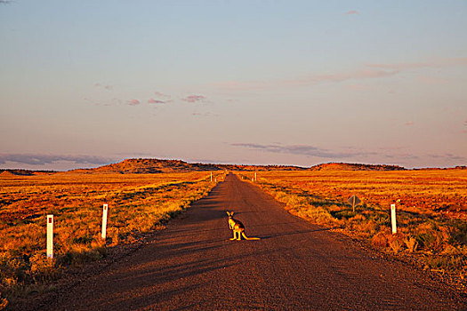 红袋鼠,途中,昆士兰,澳大利亚