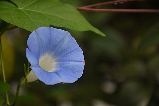 牵牛花